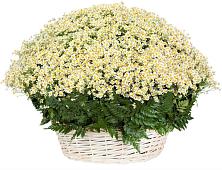 Цветочная композиция из Ромашки в корзине #REPLACE_PRED# Козульке